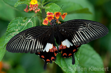 231 gewoehnlicher Mormone - Papilio polytes